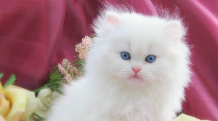 Iata cateva dintre cele mai apreciate rase de pisici!