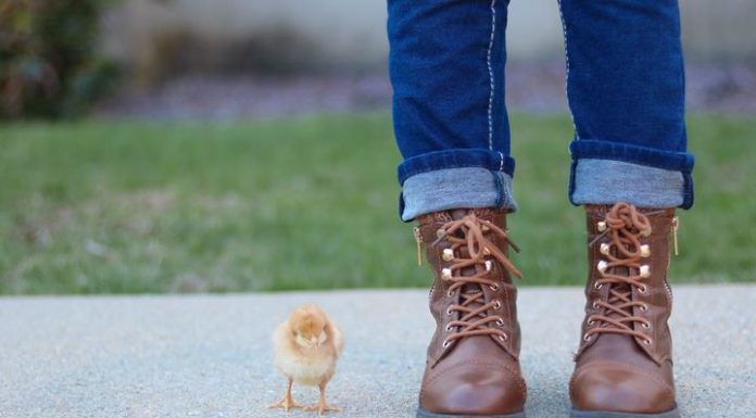 Cum sa fii prietenos cu animalele