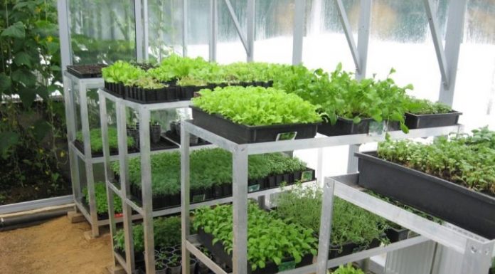 Cum se aranjeaza interiorul unei sere