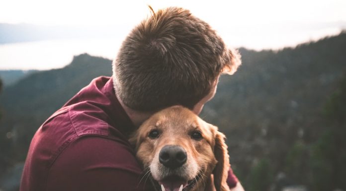 102 Citate Despre Caini – Cele Mai Inspirationale Si Frumoase Citate