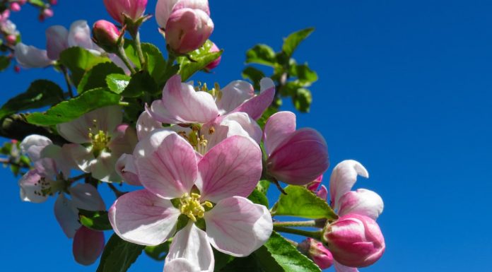 110 Mesaje De 1 Martie