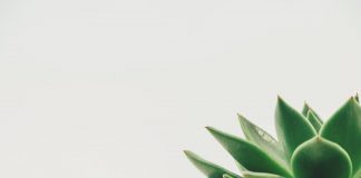 1101 Citate Despre Viata – Citate Celebre