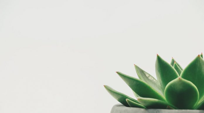 1101 Citate Despre Viata – Citate Celebre