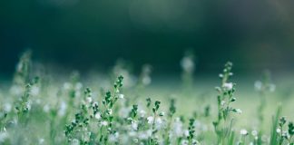 135 Mesaje De Florii