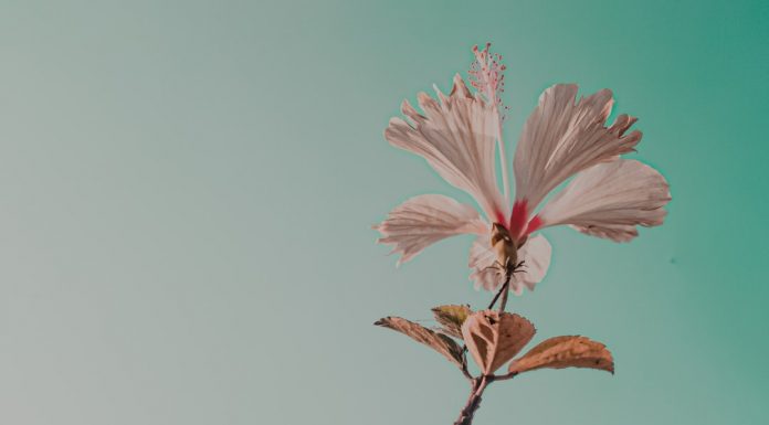 156 Mesaje De Multumire