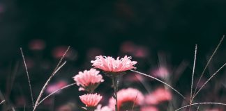 211 Mesaje De Condoleante