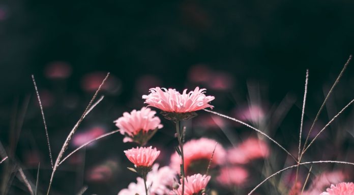 211 Mesaje De Condoleante