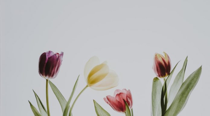 84 Citate Despre Flori