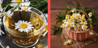 Beneficiile nestiute ale musetelului pentru parul tau