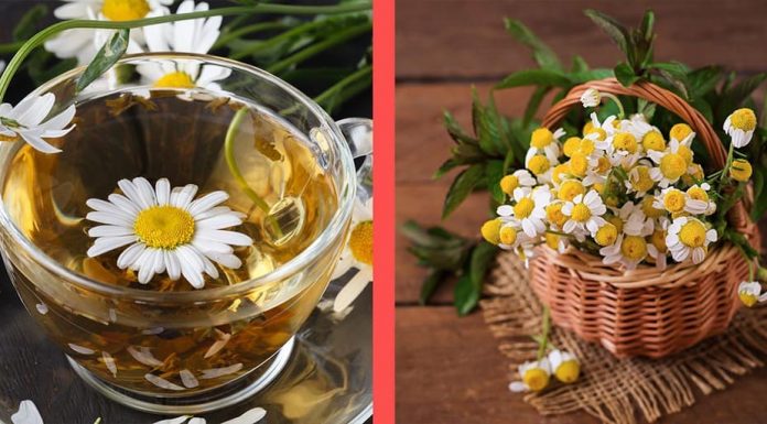 Beneficiile nestiute ale musetelului pentru parul tau