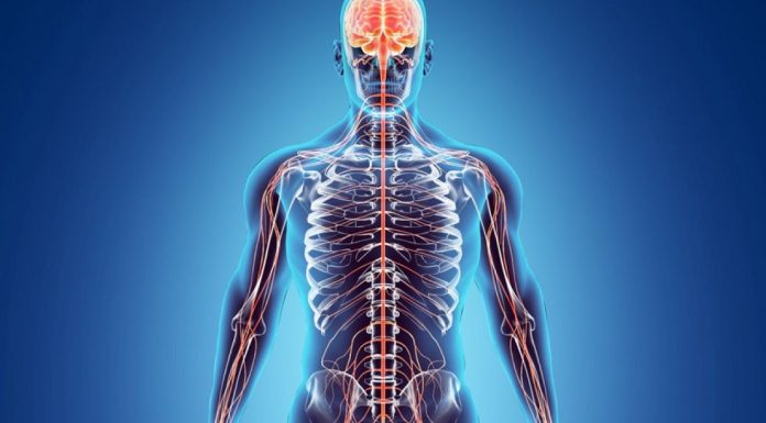 Sistemele efectoare: ce sunt, tipuri si functiile lor in organism